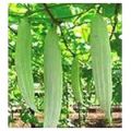 Snake Gourd, Vegetables