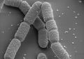 Phosphate Solubilizing Bacteria