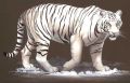 Tiger Paper Paintings