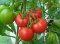 India Tomato Plants