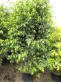 Ficus Plants