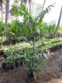 Kentia Palm Plant