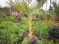 Latania Rubra Palm Plant