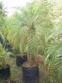 Phoenix Palm Plant