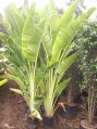 Ravenala Madagascariensis Plant
