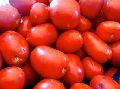 fresh tomato