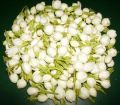 Fresh Flower, Jasmine Flower