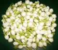 Fresh Jasmine Flowers