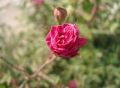 Fresh Button Rose Flower