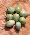 Indo Us Greenball Brinjal F1 Hybrid Seeds