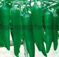 Indo Us Reng Jiao F1 Hybrid Pepper Seeds
