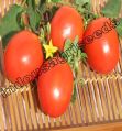 Indo Us 999 Tomato F1 Hybrid Seeds