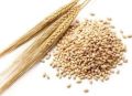 Indian Barley (rajasthan Origin)