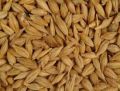 barley seeds