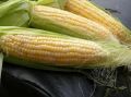 yellow corn