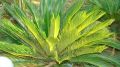 Cycas Palm Plant