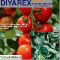 Tomato Diyarex Gold Bio Fungicide
