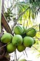 Green Tender Coconut