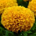 Marigold