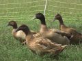 Duck farming in India