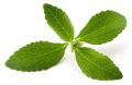 Fresh Stevia Leaves