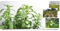 Stevia Sweeteners Herbal Plants