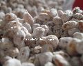 mushroom seeds
