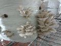 Oyster Mushroom Seeds