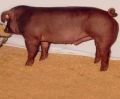 Duroc Pig