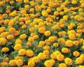 fresh marigold flower
