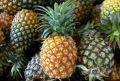 Fresh Pineapple