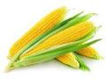 maize