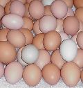 380 brown eggs