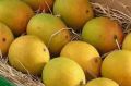 Baigpally Beenesha Mangoes