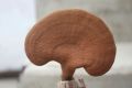 Ganoderma Mushroom (Red Reishi )