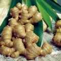 Ginger Extract