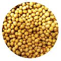 Organic Soybean Seeds