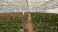 Gerbera Cultivation in Polyhouse