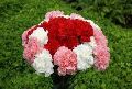 Fresh Carnation Flower