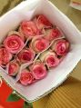 Fresh Dutch Rose Flower