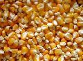 yellow  maize